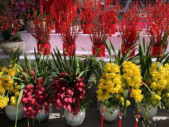 年宵花视频,视频带你领略新春花卉盛宴