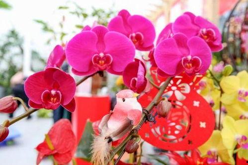 年宵花视频,视频带你领略新春花卉盛宴