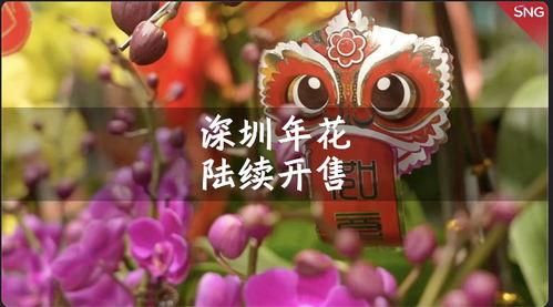 年宵花视频,视频带你领略新春花卉盛宴