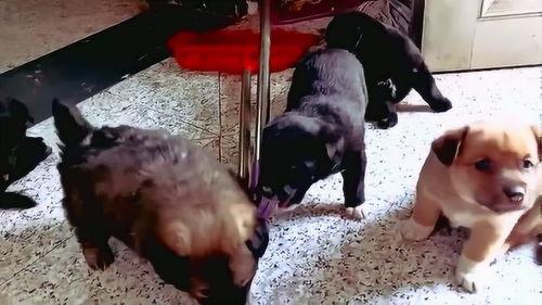 土狗视频,捕捉乡村生活的温馨瞬间