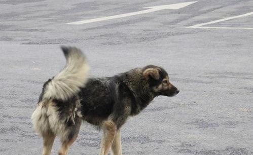 土狗视频,捕捉乡村生活的温馨瞬间