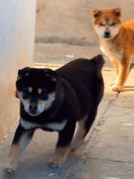 土狗视频,捕捉乡村生活的温馨瞬间