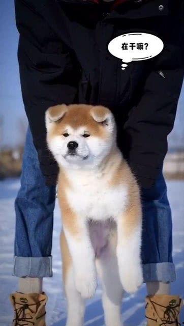 秋田犬视频,忠诚守护的日本国宝犬种
