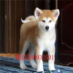 秋田犬视频,忠诚守护的日本国宝犬种