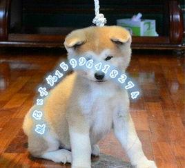 秋田犬视频,忠诚守护的日本国宝犬种
