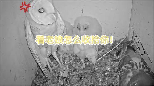 下蛋视频,揭秘鸟类繁殖的奇妙瞬间