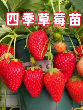 草莓的种植视频,从播种到收获的视觉教程