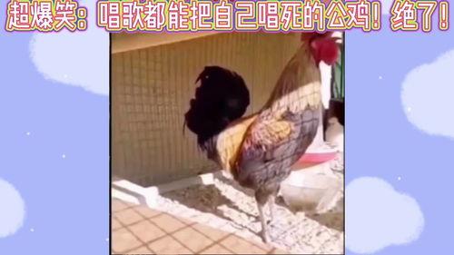 公鸡唱歌视频,揭秘鸟类歌唱之谜