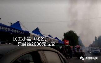 抓蛐蛐视频,抓蛐蛐乐趣无限