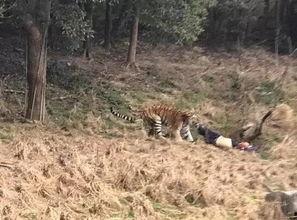 老虎伤人视频,老虎伤人事件现场直击