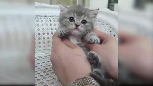 猫猫可爱视频,猫咪可爱视频集锦