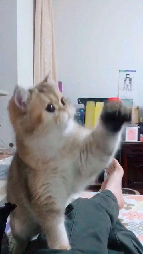 猫猫可爱视频,猫咪可爱视频集锦