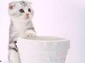 猫猫可爱视频,猫咪可爱视频集锦