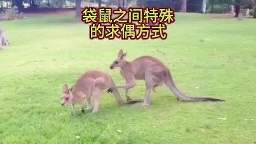 动物求偶视频,求偶瞬间，自然界的浪漫演绎