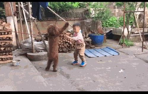 泰迪打架视频,场面惊心动魄