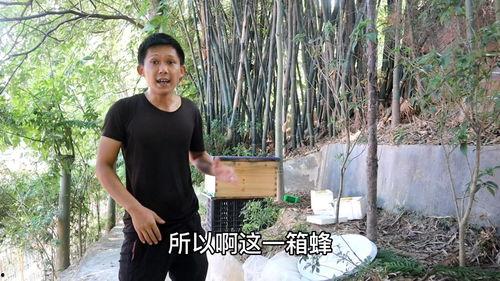 原地人工分蜂的视频,跟随视频学习原地人工分蜂全过程