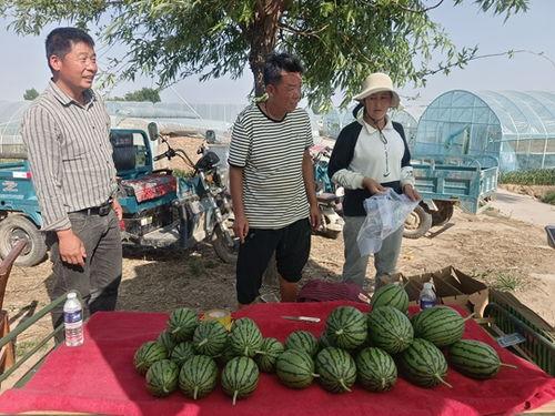 中牟小吊瓜今日报价,新鲜采摘，价格实况一览