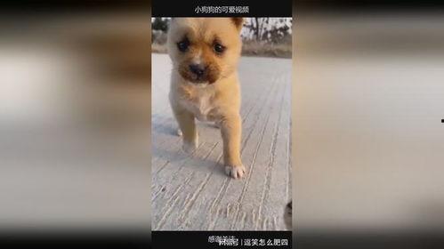 可爱小狗狗视频,小狗狗视频集锦
