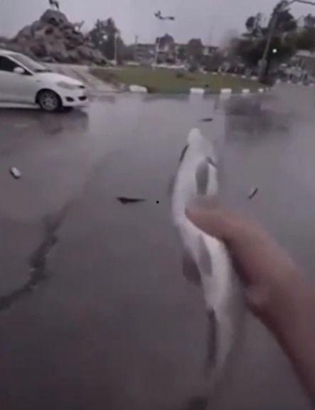鱼雨视频,揭秘海洋生物的奇幻世界