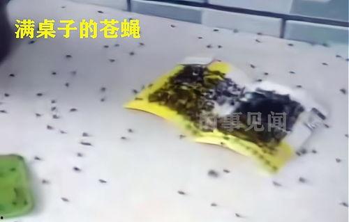 养蛆视频,从孵化到收获的奇妙之旅