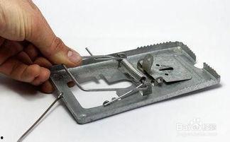 老鼠夹视频,视频解析与使用技巧