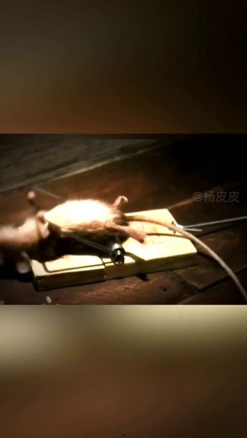 老鼠夹视频,视频解析与使用技巧