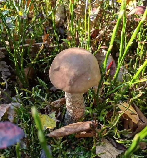 采蘑菇视频大全,跟随采蘑菇视频大全，解锁菌菇采摘奥秘