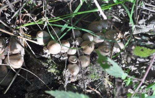 采蘑菇视频大全,跟随采蘑菇视频大全，解锁菌菇采摘奥秘
