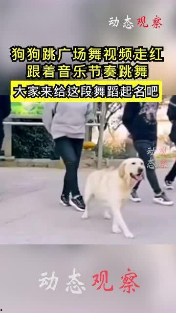 视频狗狗跳舞视频,狗狗欢快舞蹈瞬间集锦