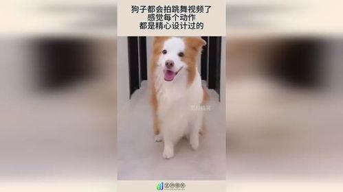 视频狗狗跳舞视频,狗狗欢快舞蹈瞬间集锦