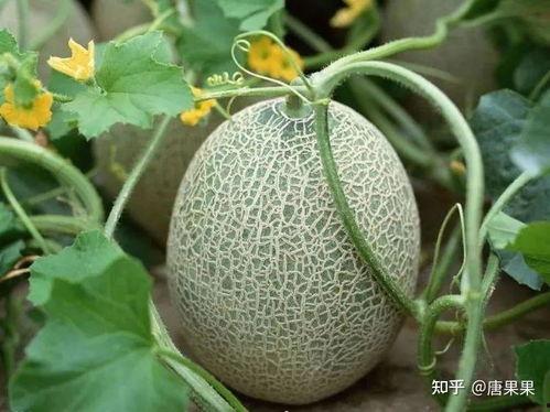白沙蜜瓜种子价格今日行情,“今日白沙蜜瓜种子价格行情一览”