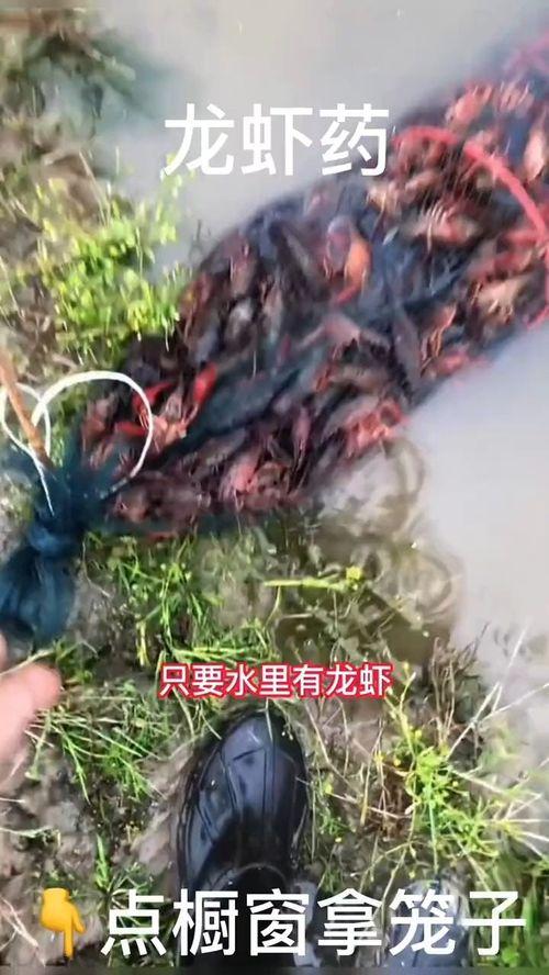 捕龙虾视频,海洋捕捞的精彩瞬间