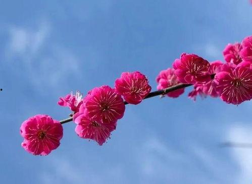 古诗梅花视频,古韵生香——探寻古诗中的梅花之美