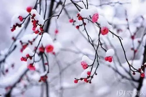 古诗梅花视频,古韵生香——探寻古诗中的梅花之美