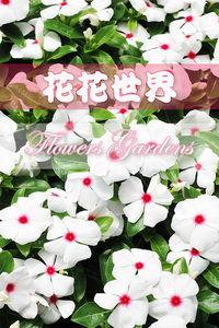 花花世界视频,探寻绚烂多姿的视觉盛宴