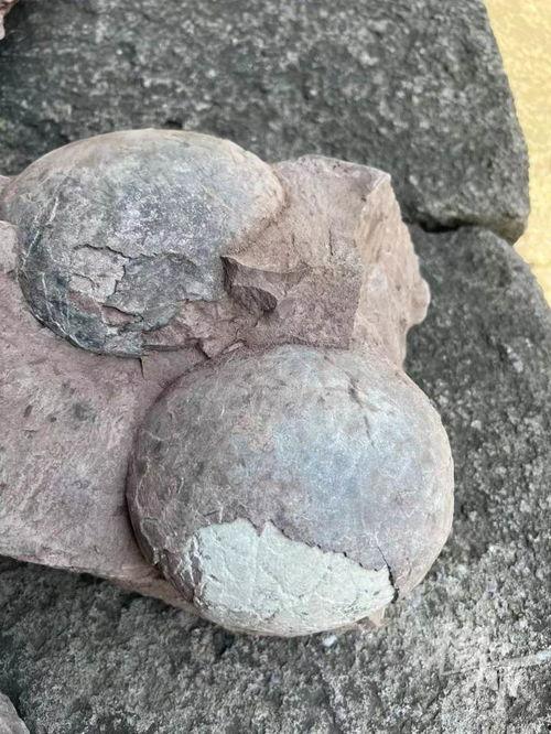恐龙蛋视频大全,穿越时空的史前奇观揭秘