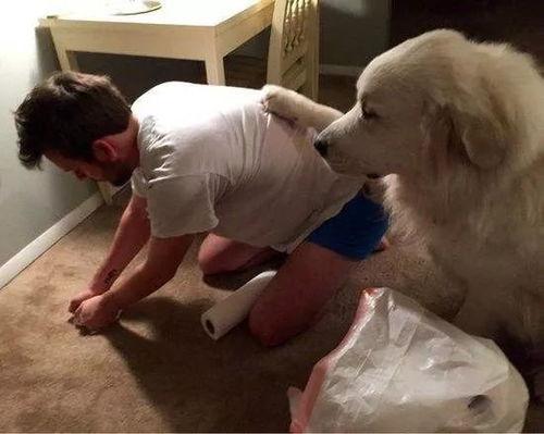 狗奴调教视频,视频背后的残酷真相