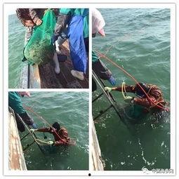 捕捞海参视频,海洋珍品的捕捞瞬间