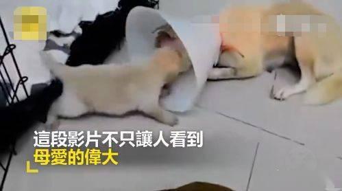 狗狗喂奶视频,母爱满满，萌态可掬