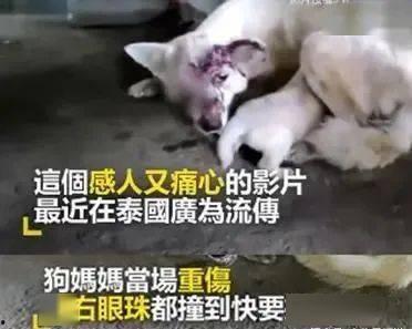 狗狗喂奶视频,母爱满满，萌态可掬