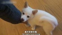 狗狗小视频大全搞笑,狗狗小视频大全搞笑集锦