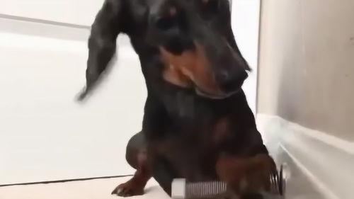 狗狗小视频大全搞笑,狗狗小视频大全搞笑集锦