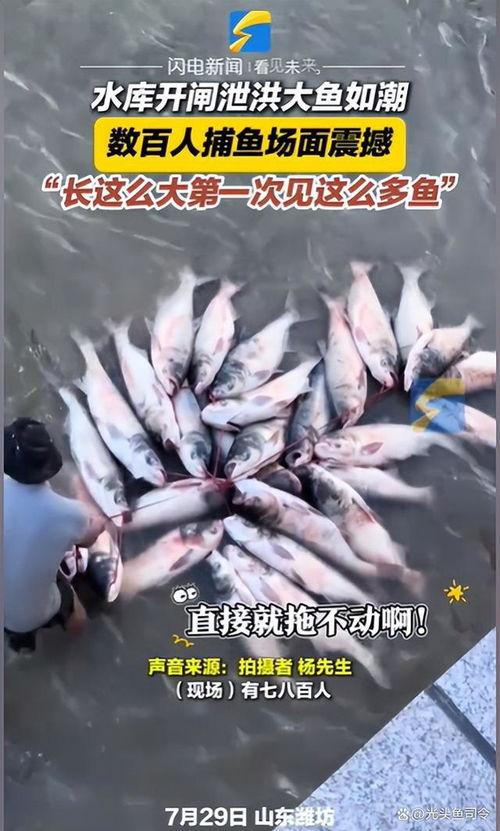 撒鱼视频,揭秘水下捕鱼技巧与乐趣
