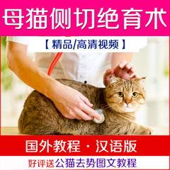 猫教学视频,跟随教学视频轻松养猫