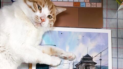 猫教学视频,跟随教学视频轻松养猫