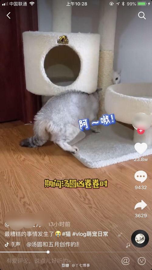 猫教学视频,跟随教学视频轻松养猫