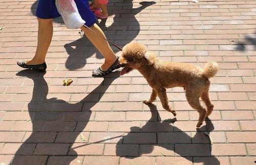 狗咬孩子视频,幼童遭遇狗咬，紧急时刻见证人性光辉