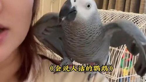 鹦鹉骂人视频