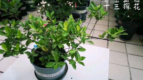 栀子花修剪视频,视频教程详解