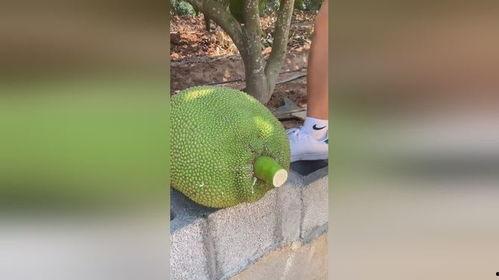 摘菠萝蜜视频,大自然的馈赠与收获的喜悦